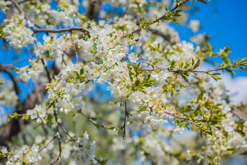 Early spring, close up branches of blossom garden,  gardening concept