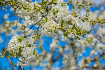 Early spring, close up branches of blossom garden,  gardening concept