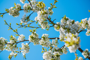 Early spring, close up branches of blossom garden,  gardening concept
