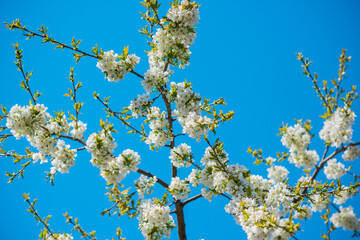 Early spring, close up branches of blossom garden,  gardening concept