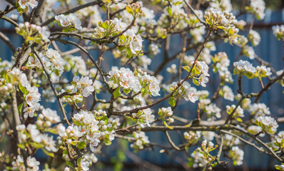 Early spring, close up branches of blossom garden,  gardening concept