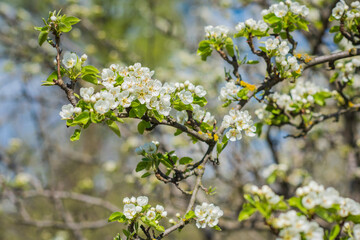 Early spring, close up branches of blossom garden,  gardening concept