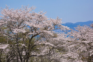霧島市丸岡公園の満開のサクラ	