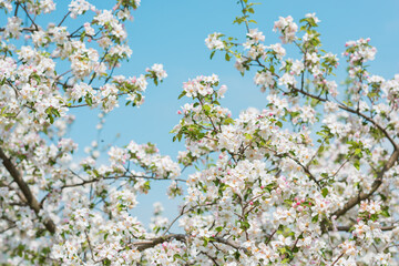 Early spring, close up branches of blossom garden,  gardening concept