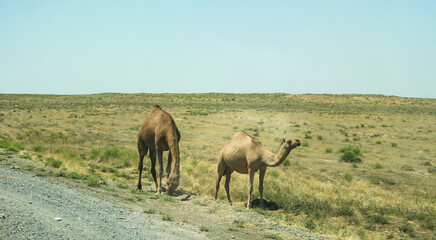 Drive to Turkmenistan from Afghanistan in the summer of 2020 through the desert