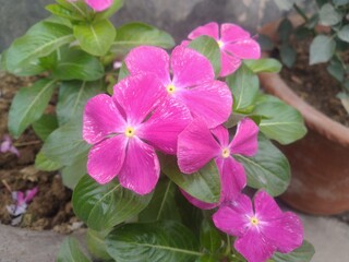 Purple periwinkle Flower