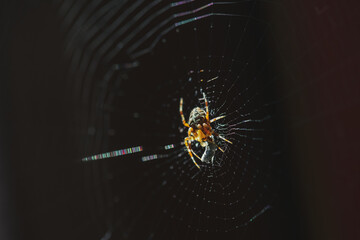 spider on a web caught a bug on a dark background, selective focus