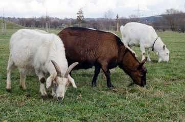 grazing goats in a park meadow