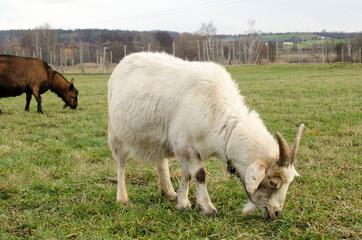 Naklejka na ściany i meble white goat grazes on the grass in the park