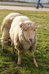 sheeps grazing in the meadow in the park 