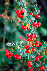 Piece of Scandinavian cotoneaster twig with vibrant red berry fruits in the warm sunny fall garden