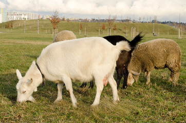 sheeps and goats grazing in grass in the park