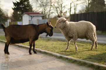 brown goat and sheep on the path in the park