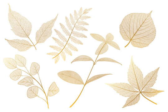 Set leaf veins of gold on white. Vector illustration. 
