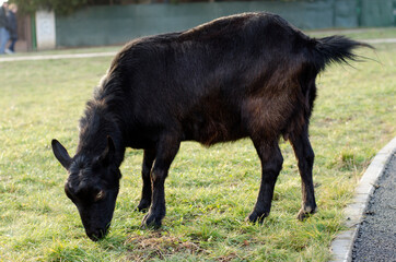 black goat grazes on the grass in the park