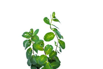 Mint leaves in the snow on a white background. © Sofiia Tiuleneva