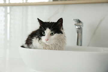 Cute wet cat in vessel sink indoors
