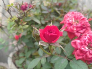 Red Rose Flower