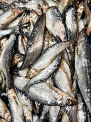 Fresh fish on the market. Overhead view of seafood in the ice