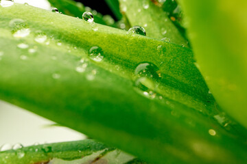 Close up of succulent leaves with drops of water