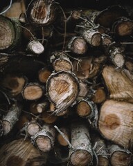 pile of firewood in the forest