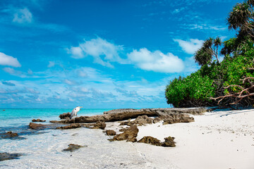 Large Bird on Maldive Island Sand Beach