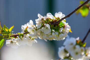 Blossom cherry