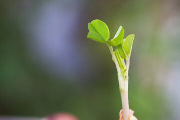 Spring sprouts