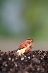 The seeds of spring
