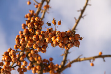 wild apple tree fruit on a branch in winter against the blue sky