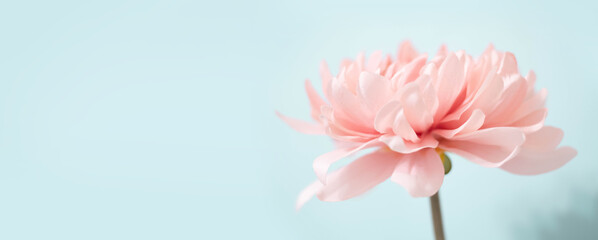 Soft pink dahlia flower on turquoise background. Empty space for text or logo
