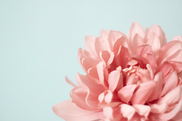 Soft pink dahlia flower on turquoise background. Empty space for text or logo