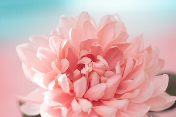 Soft pink dahlia flower on turquoise and pink background