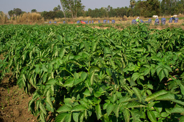 Fototapeta na wymiar Fresh green potato leaves in the field.