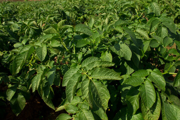 Fresh green potato leaves in the field.