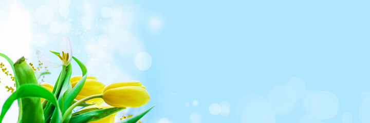 Yellow tulips on a blue background. Spring banner. Copy space.