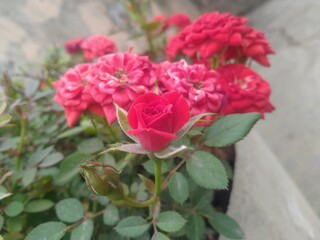 Red Rose Flower