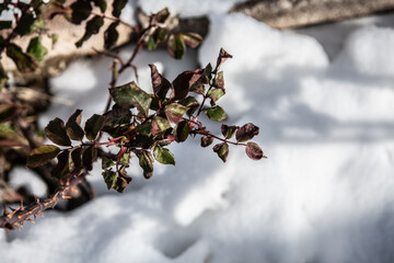 snow on a branch