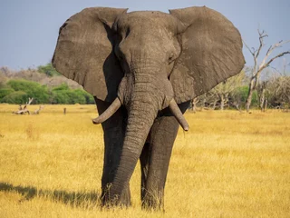 Poster Herd of Elephants in Africa walking through the grass in Tarangire National Park © STORYTELLER