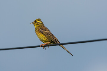 Emberiza citrinella - Presura galbena - Yellowhammer