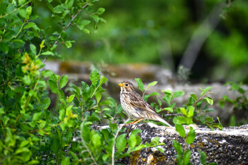 Emberiza calandra - Presura sura - Corn bunting