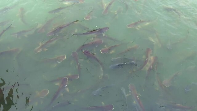 Pangasius,  Iridescent shark catfish, are swimming, waiting for food by the water.