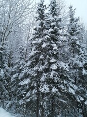 snow covered trees in the forest