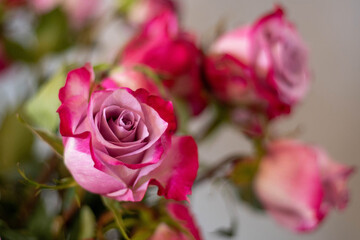 Few beautiful pink roses with leaves in a bouquet. One rose in a focus 