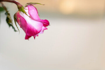 Beautiful single rose in a corner of an empty background. Romance concept