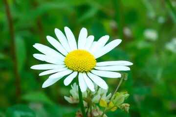White daisy growing in summer field close up, selective focus