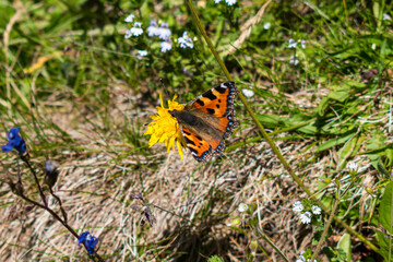 Aglais urticae - Small tortoiseshell