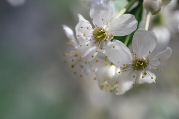 Flower of cherry wood.