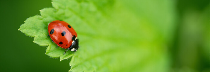 Ladybug close-up with nature background. Beautiful spring day. Soft focus - Image