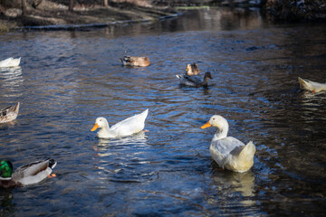 ducks in the river in the Ihlara valley